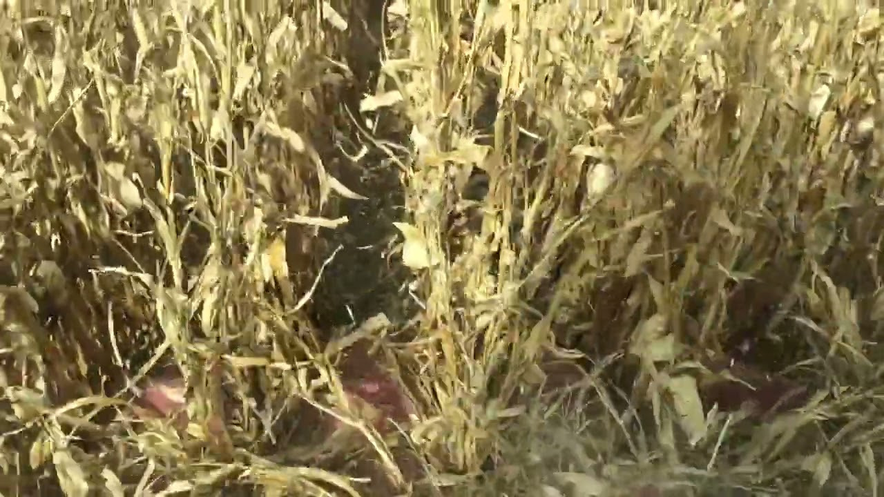 Slow Mo combine header