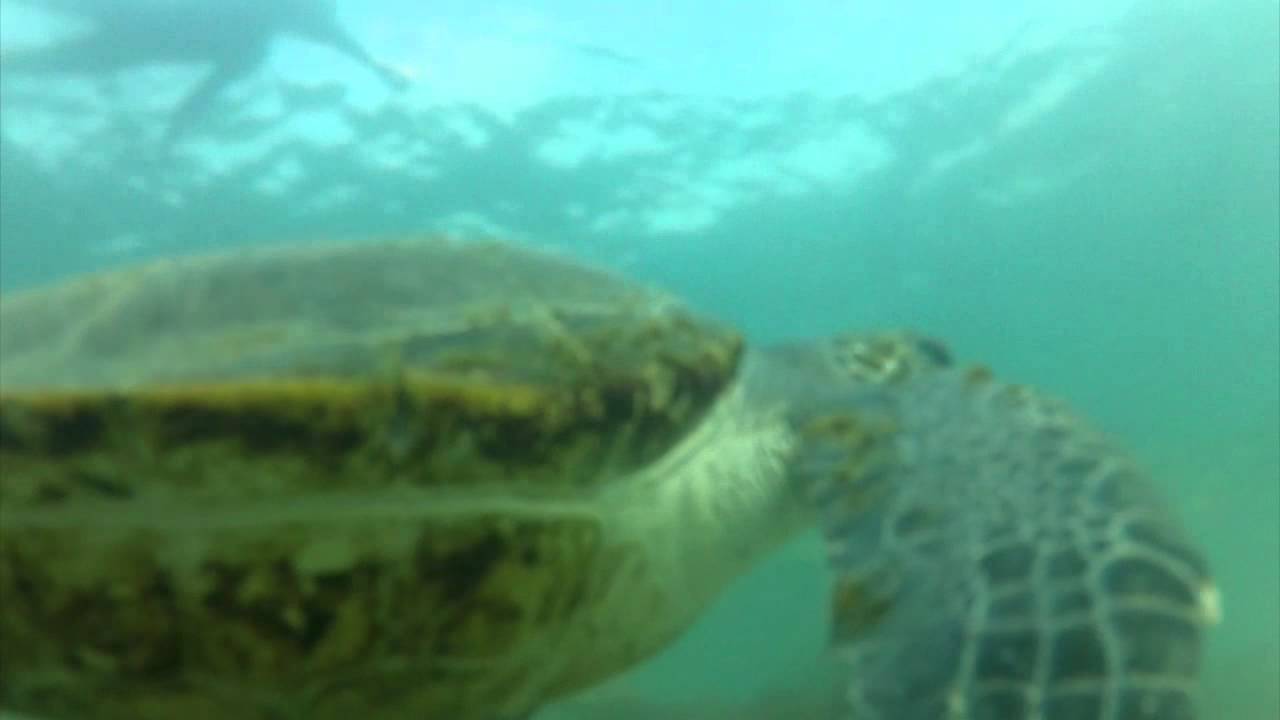 Everyday California Snorkeling