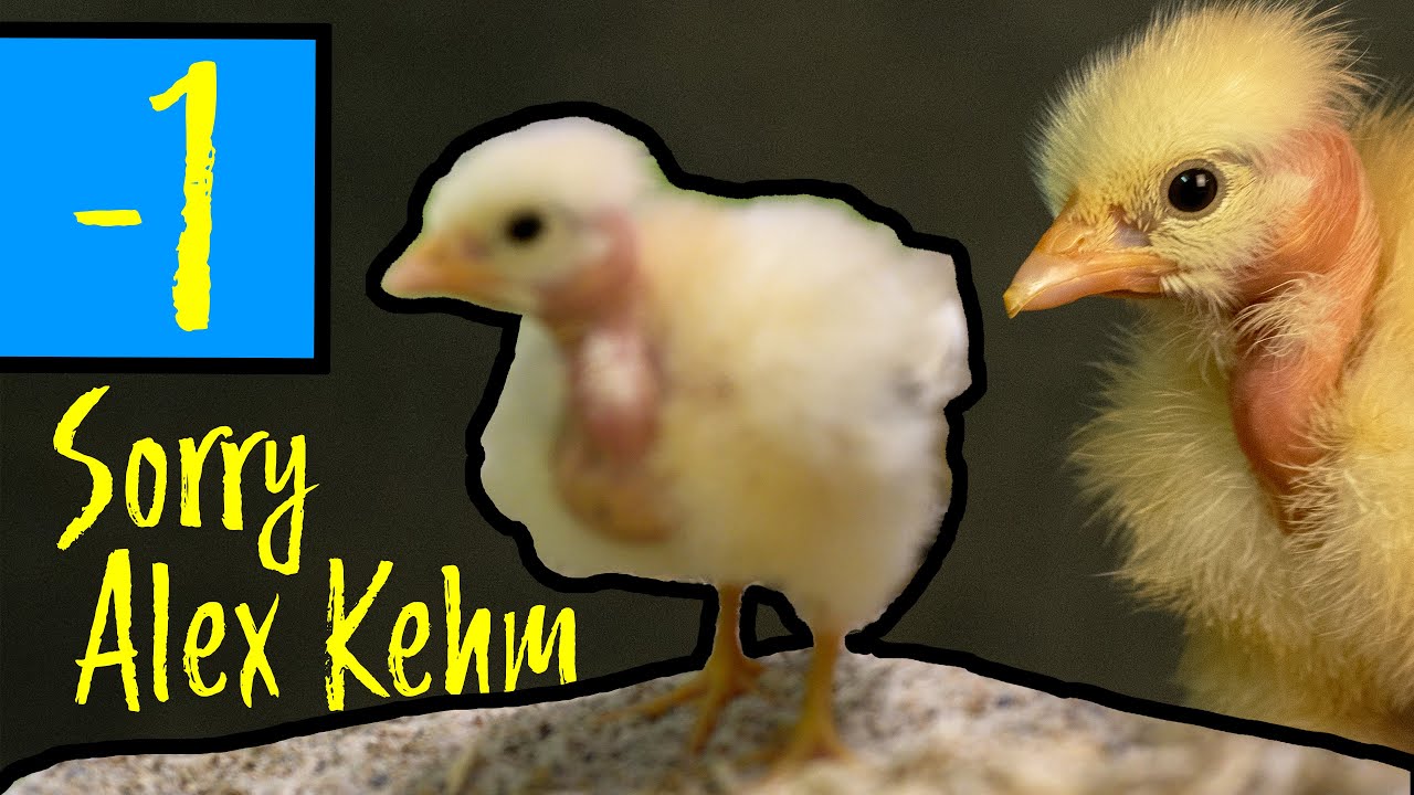 Traurig: 2 Rückschläge für die Nackthalshühner mit Rosenkamm