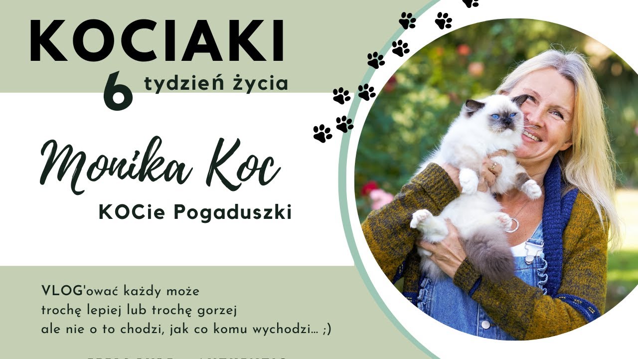 RAGDOLL  kociaki w wieku 6 tygodni