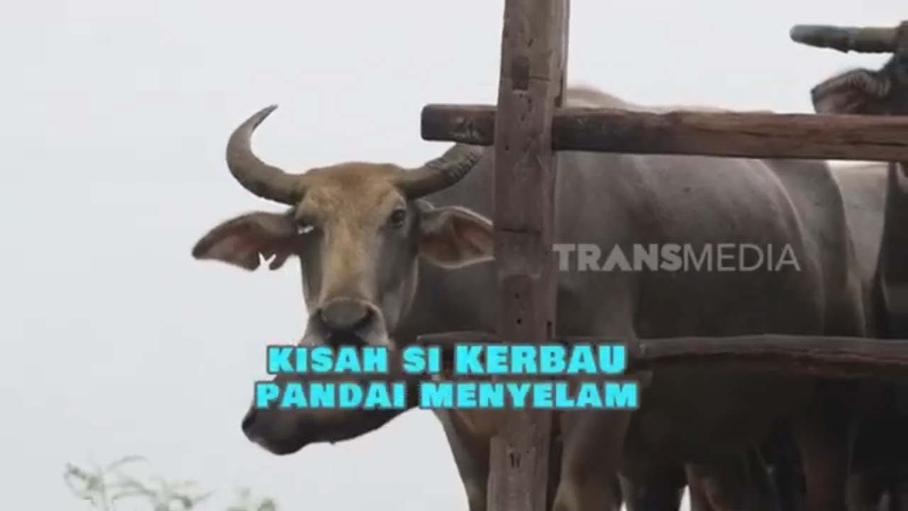 Kisah Si Kerbau Pandai Menyelam | SI OTAN (17/10/24)