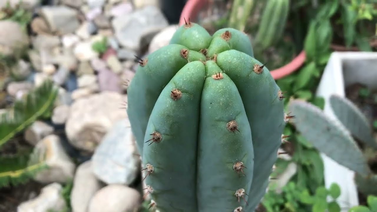Una vuelta por el VIVERO, PRIMER DÍA de INVIERNO
