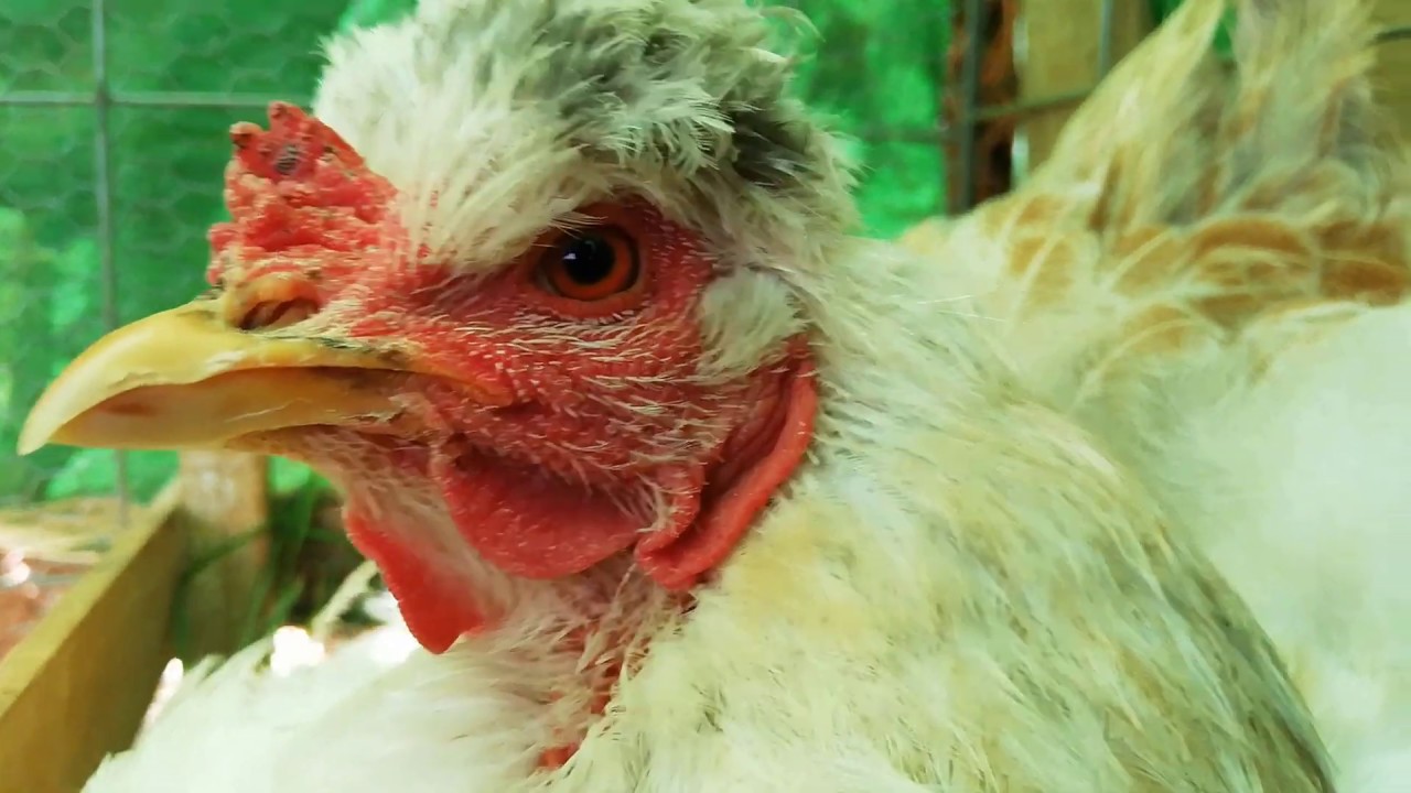 CLARITA CLUECA 😱 YA 7 GALLINAS CLUECAS JAJA CLARITA ES MUY DISTRAIDA