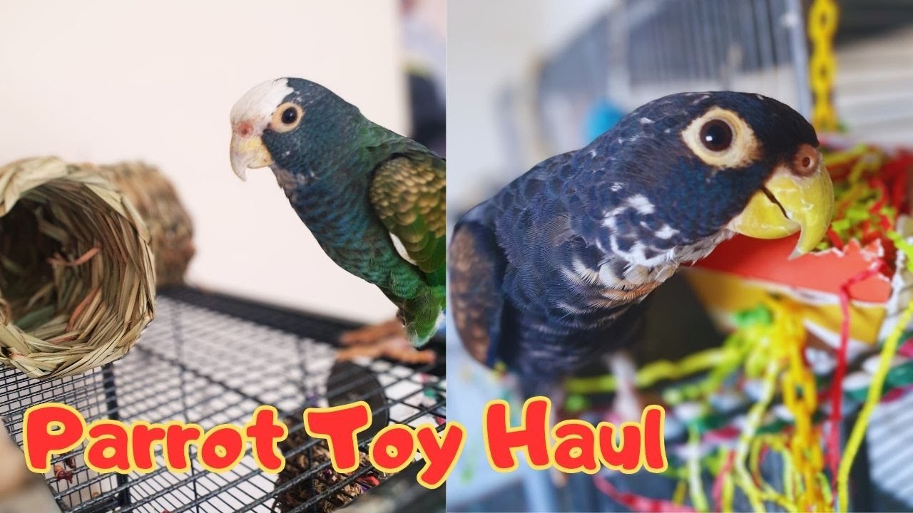 Pionus Parrot CHEAP Toy Haul | Quaffle's 4th Birthday