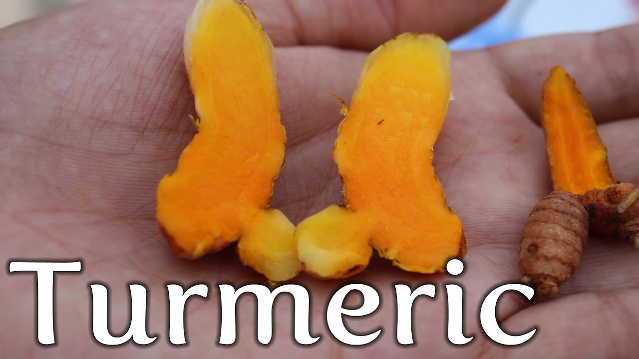 Growing Turmeric in Container - Terrace Garden