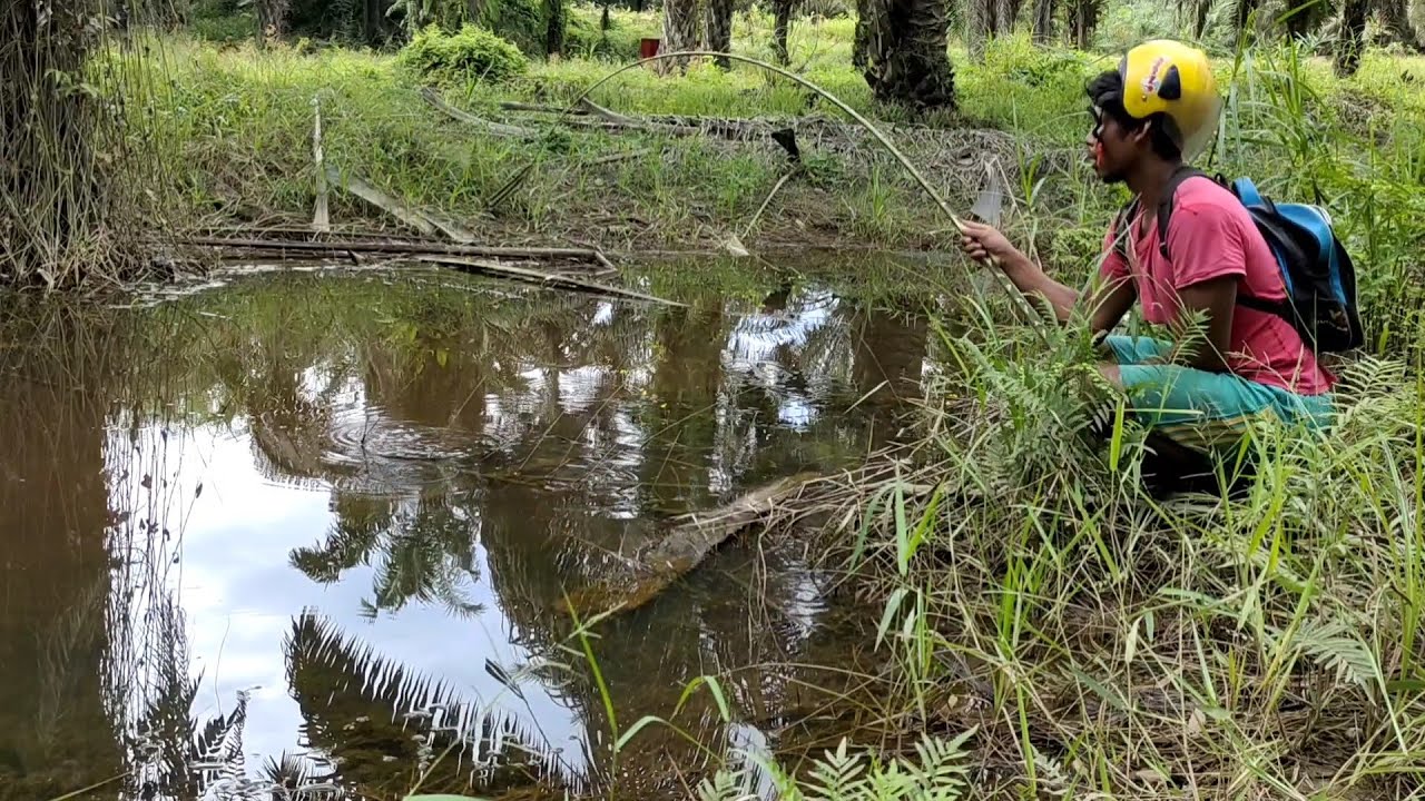 KAGET!!! DAPAT PREDATOR LANGKA YANG BANYAK DI CARI ORANG NYANGKUT DI JORAN LEGEND INI