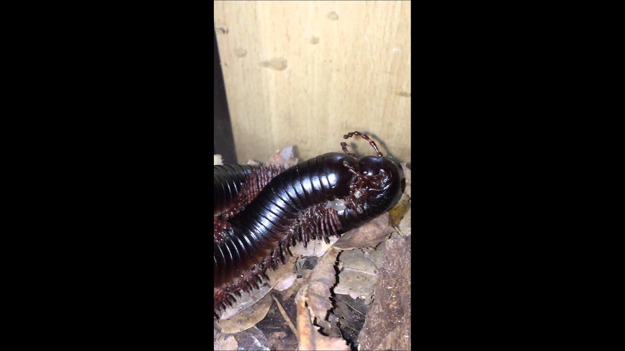 African giant millipede mating