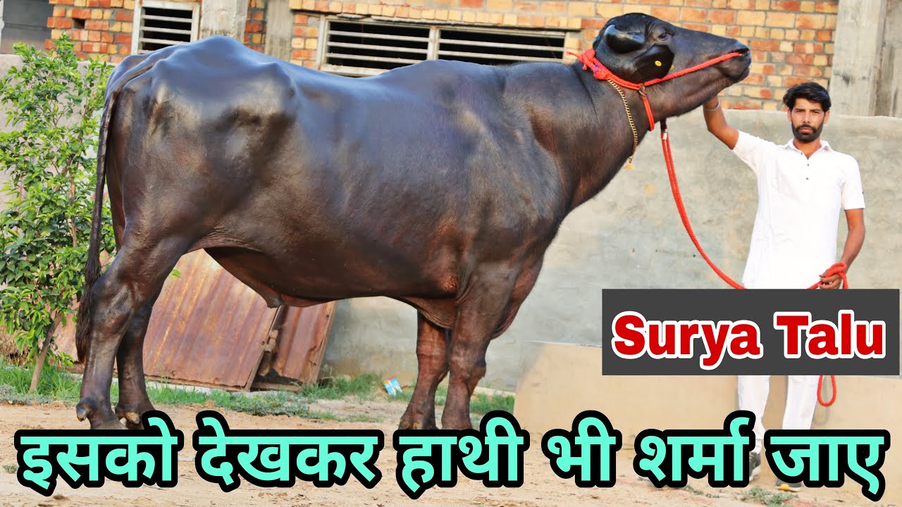 World’s Largest and Tallest Murrah Bull 👍👍Surya Talu 🌹🌹 CBS Cattle￼ Farm Talu