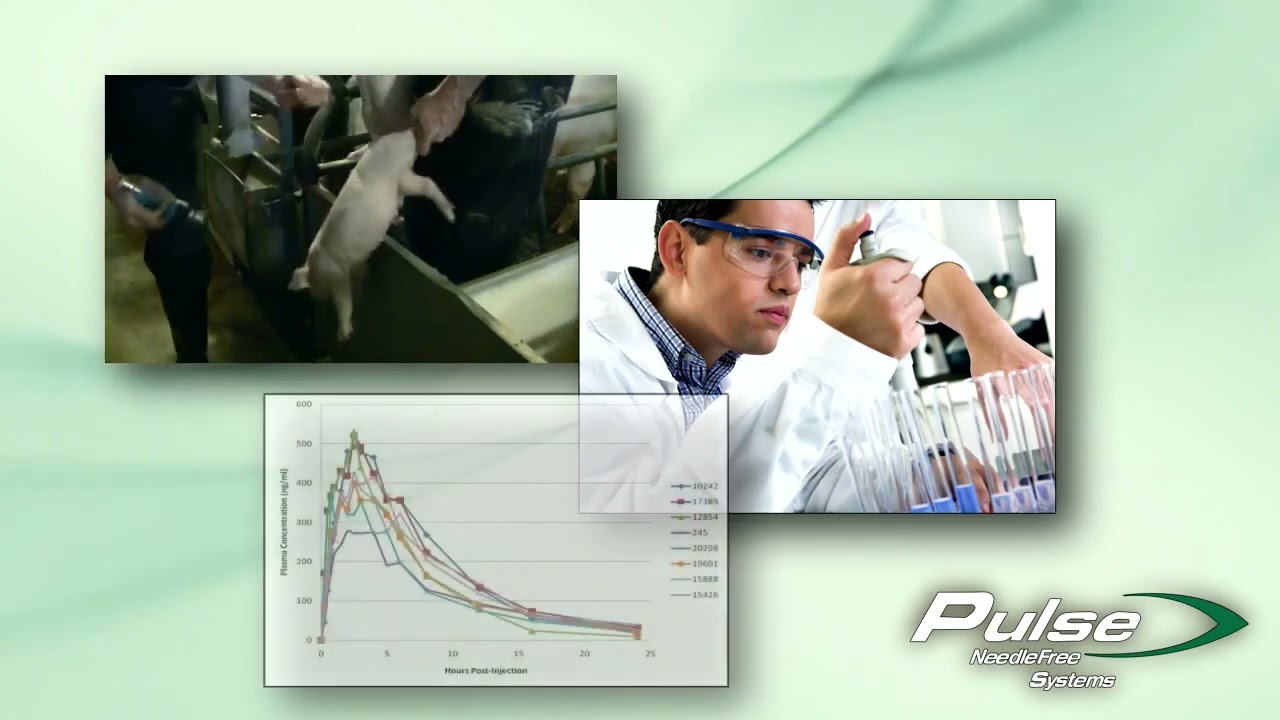 Pulse NeedleFree Systems Swine Vaccination Video 3 45 seconds, HD