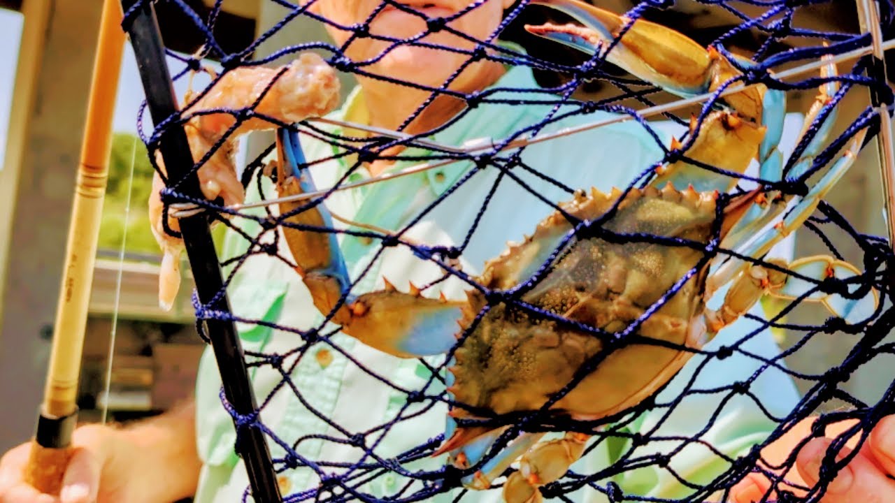 We Caught Some Blue Crabs