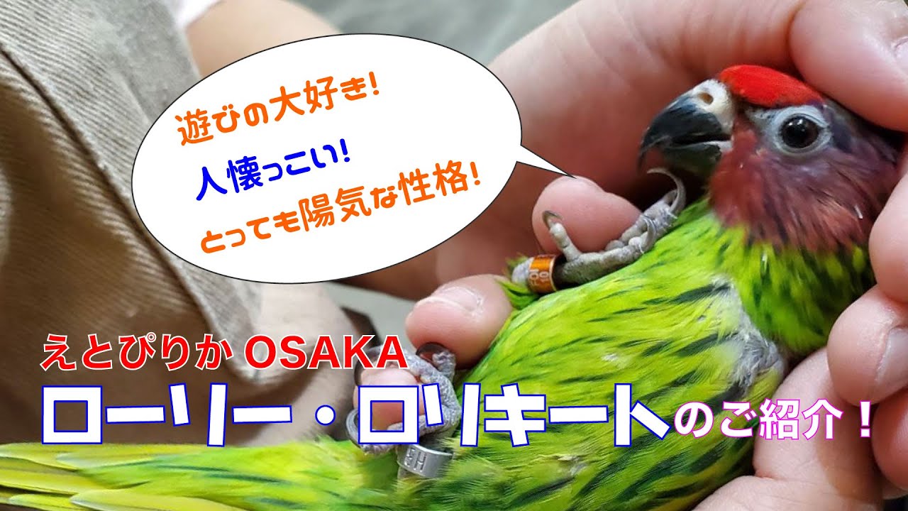 【えとぴりかOSAKA】カラフル！パワフル！なインコのご紹介！【ローリー・ロリキート】