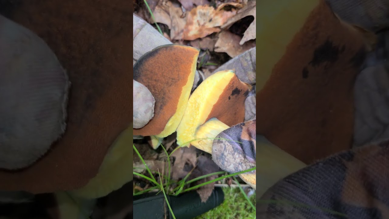 Certain Species Of Boletes Bruise Blue When Cut Or Damaged #mushrooms #bolete #foraging