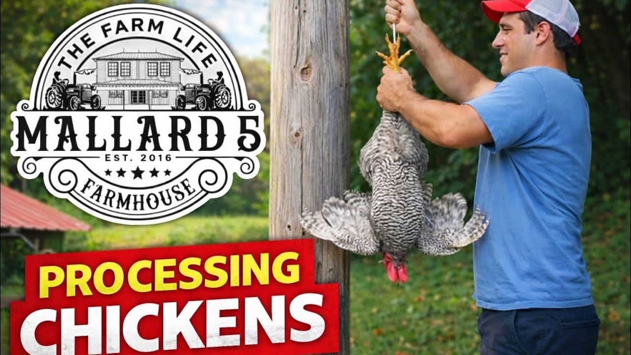 Забой двух наших петухов БЕЗ сложного оборудования (используя самые простые методы).