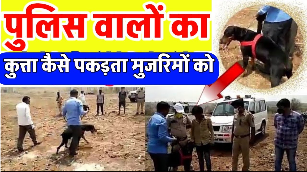 Police dog | पुलिस वालों का कुत्ता कैसे पकड़ता मुजरिमों को | police dog arrest | police force dog