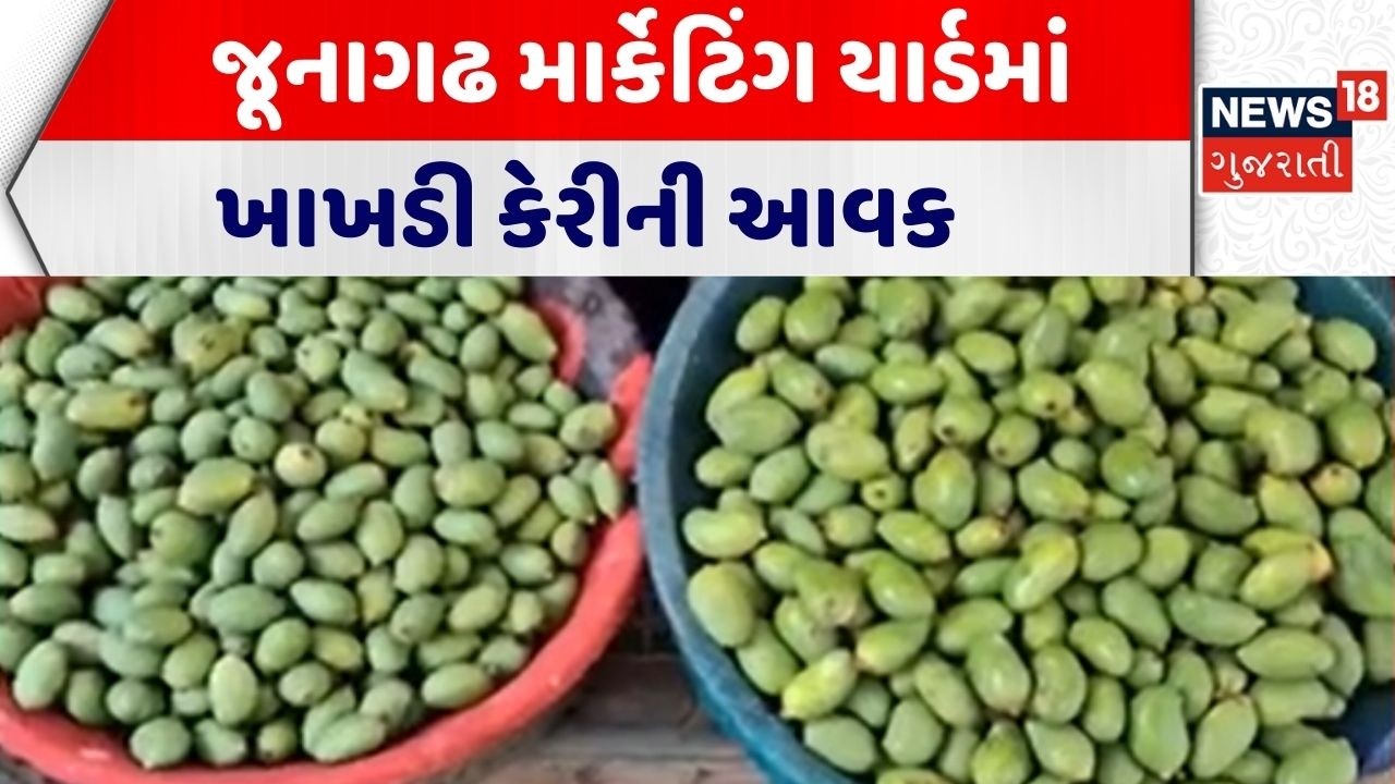 Junagadh APMC News | જૂનાગઢ માર્કેટિંગ યાર્ડમાં ખાખડી કેરીની આવક | Mango | APMC | Gujarati News