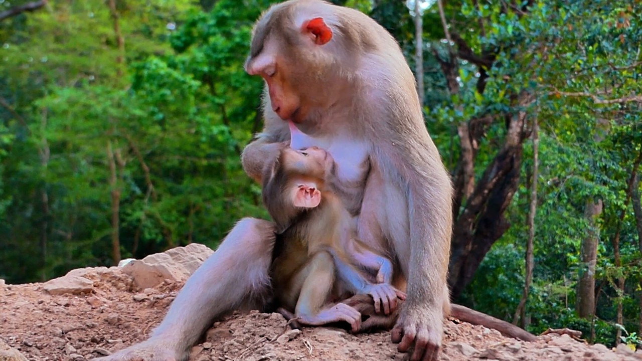 Poor Monkey Mom Loy That Need to Recycle milk By Herself with BB Lucan But it was the unique style !
