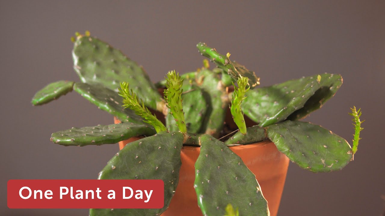 Opuntia humifusa (Eastern prickly pear) Houseplant Care — 37 of 365