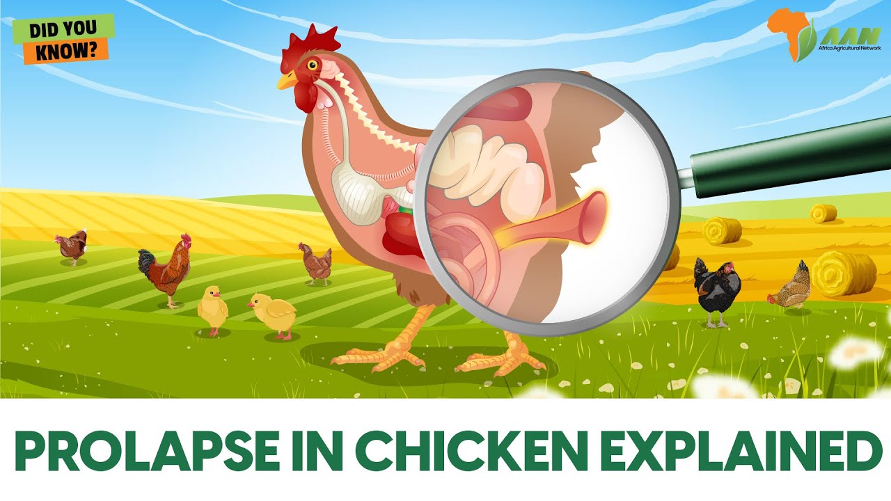 Prolapse Vent in Chicken| What it is, Causes, Symptoms & Prevention
