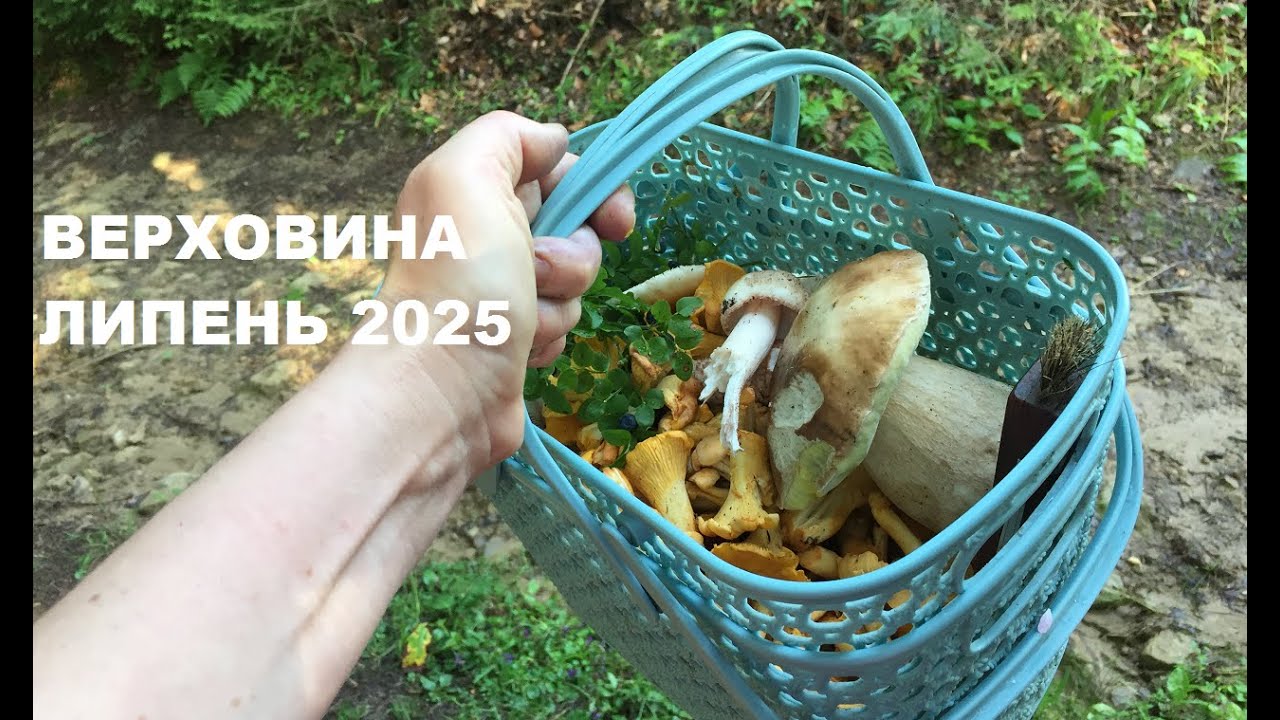 Нарешті гриби! Прогулянка верховинським лісом (частина 2), липень 2025