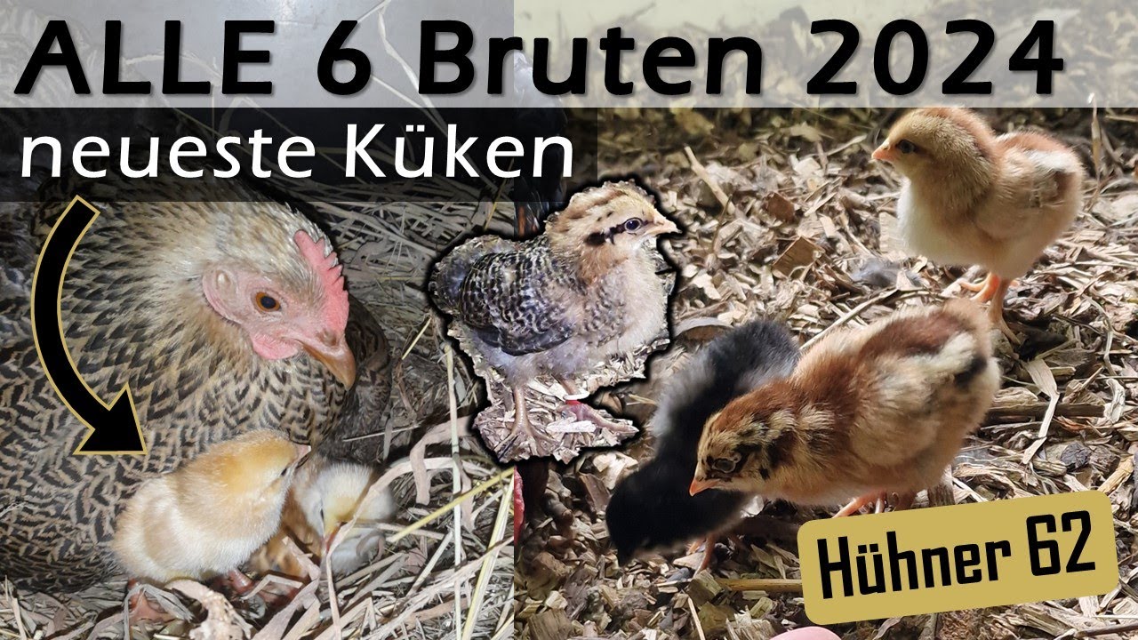 ‼️Plötzlich waren es 39 😱 ALLE  #Küken unserer 3 Glucken 🐣 #Naturbrut #Kunstbrut #Glucke #Hühner 62