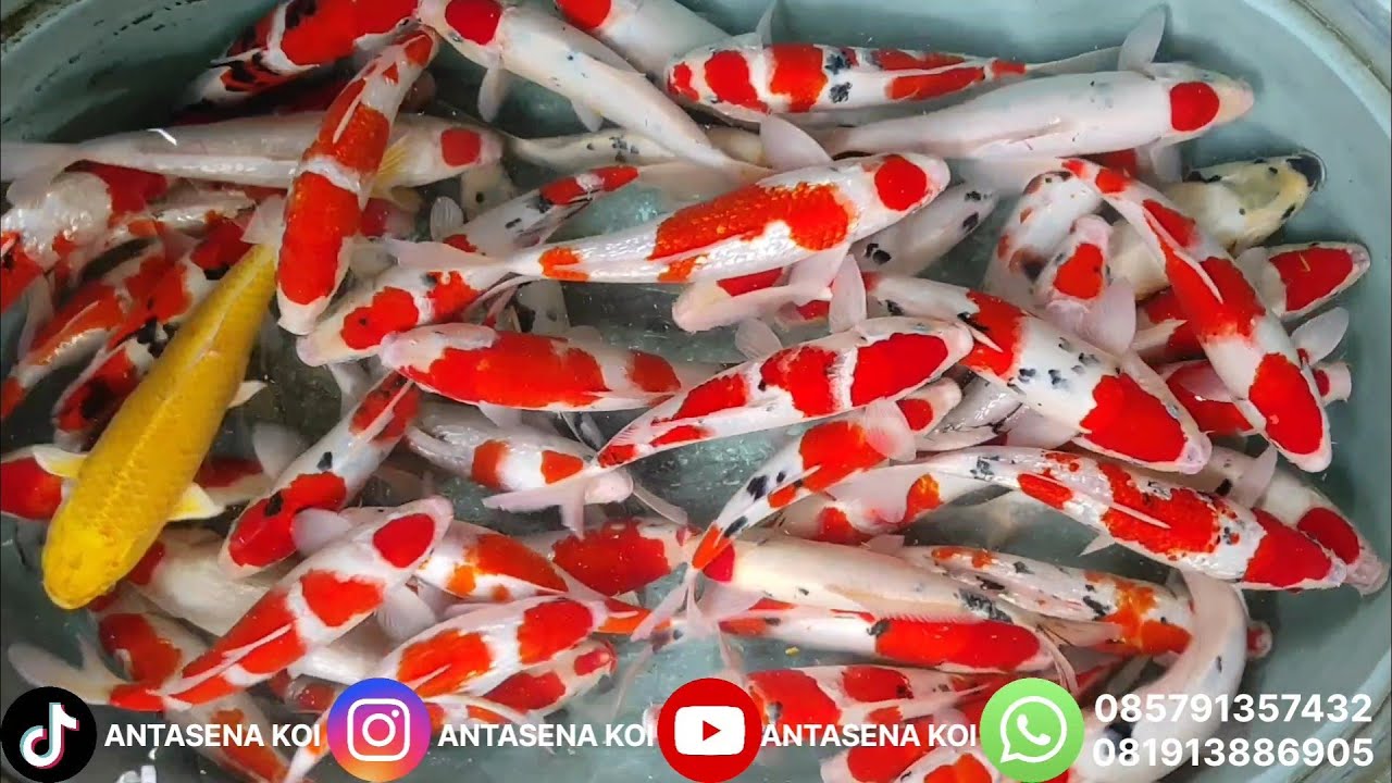 BEST DEAL‼️ KOHAKU & SANKE SUPER RED QUALITY 🔥 Siap Percantik Kolam Kamu‼️