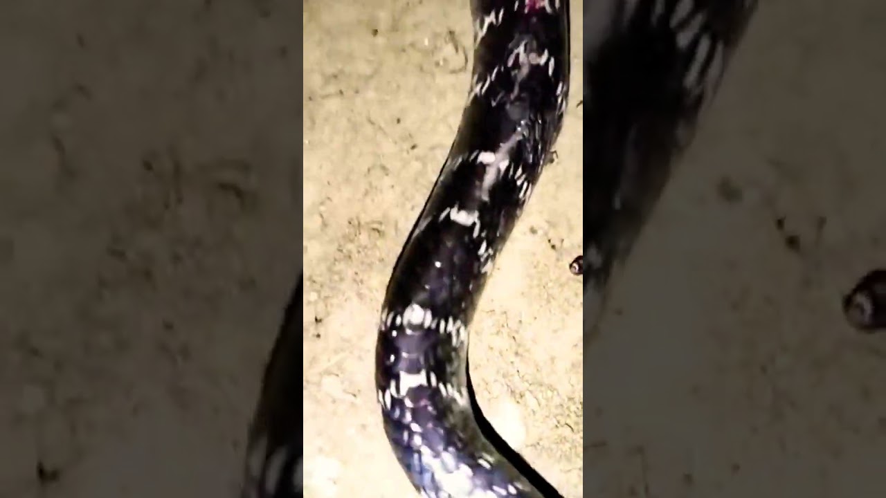 |snake in the village| #snake #reels #viral #trending #youtubeshorts #shorts #snakevideo #instagram