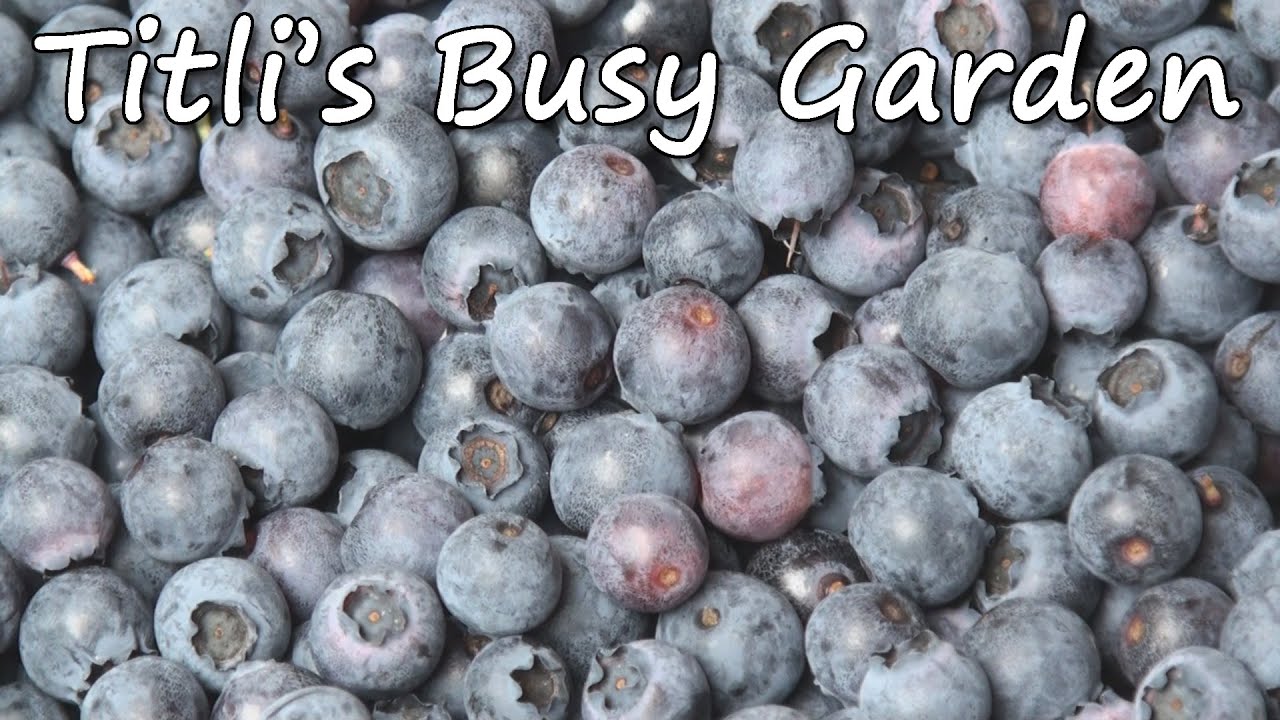 Blackberries and Blueberries - Titli's Busy Garden 2014 Week 33