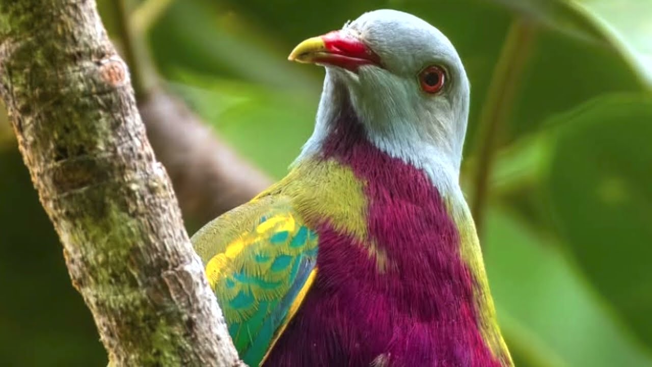 Concertina for Flute-Relaxing Classical Flute Music Rainforest Sounds for Meditation Yoga or sleep.