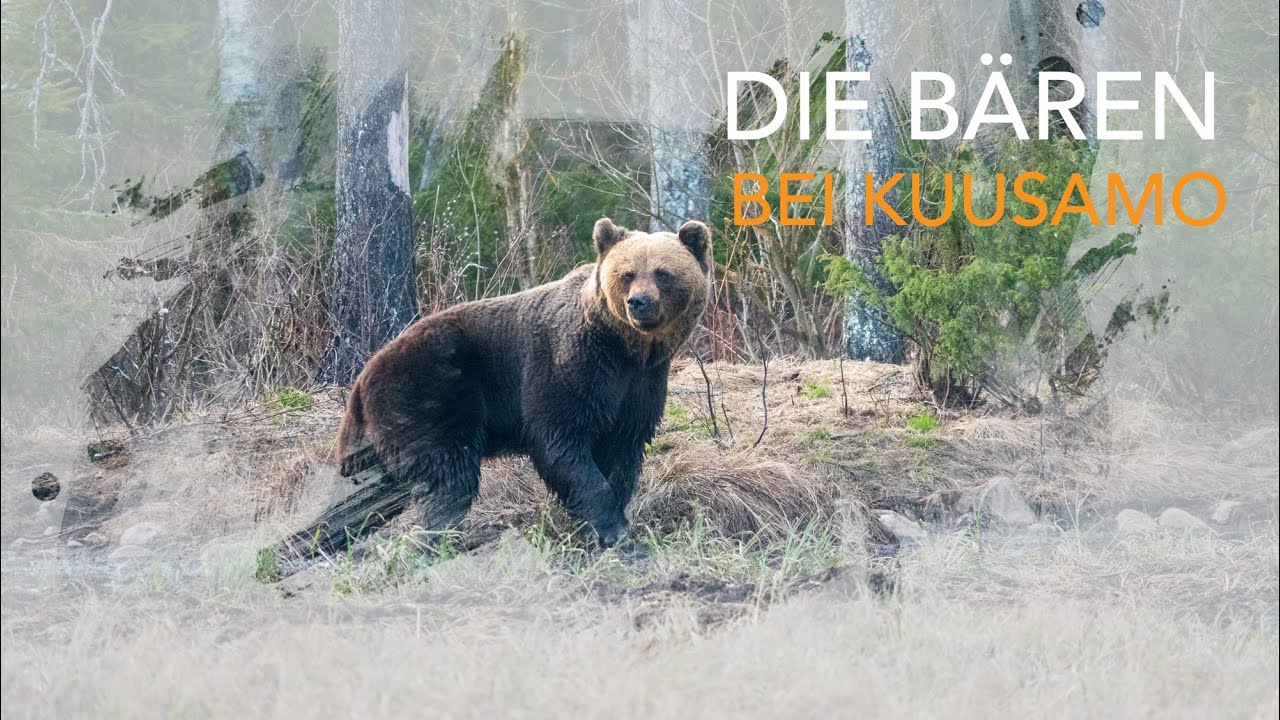 Die Bären bei Kuusamo