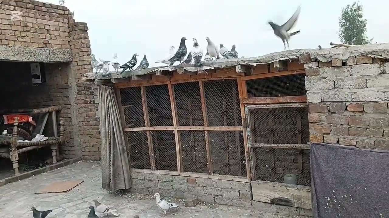 Dr.Loft ka kabootar mashallah @UmarsaeedAfridi-o6r #birds #pigeon #viralvideo #viral #viralshorts 