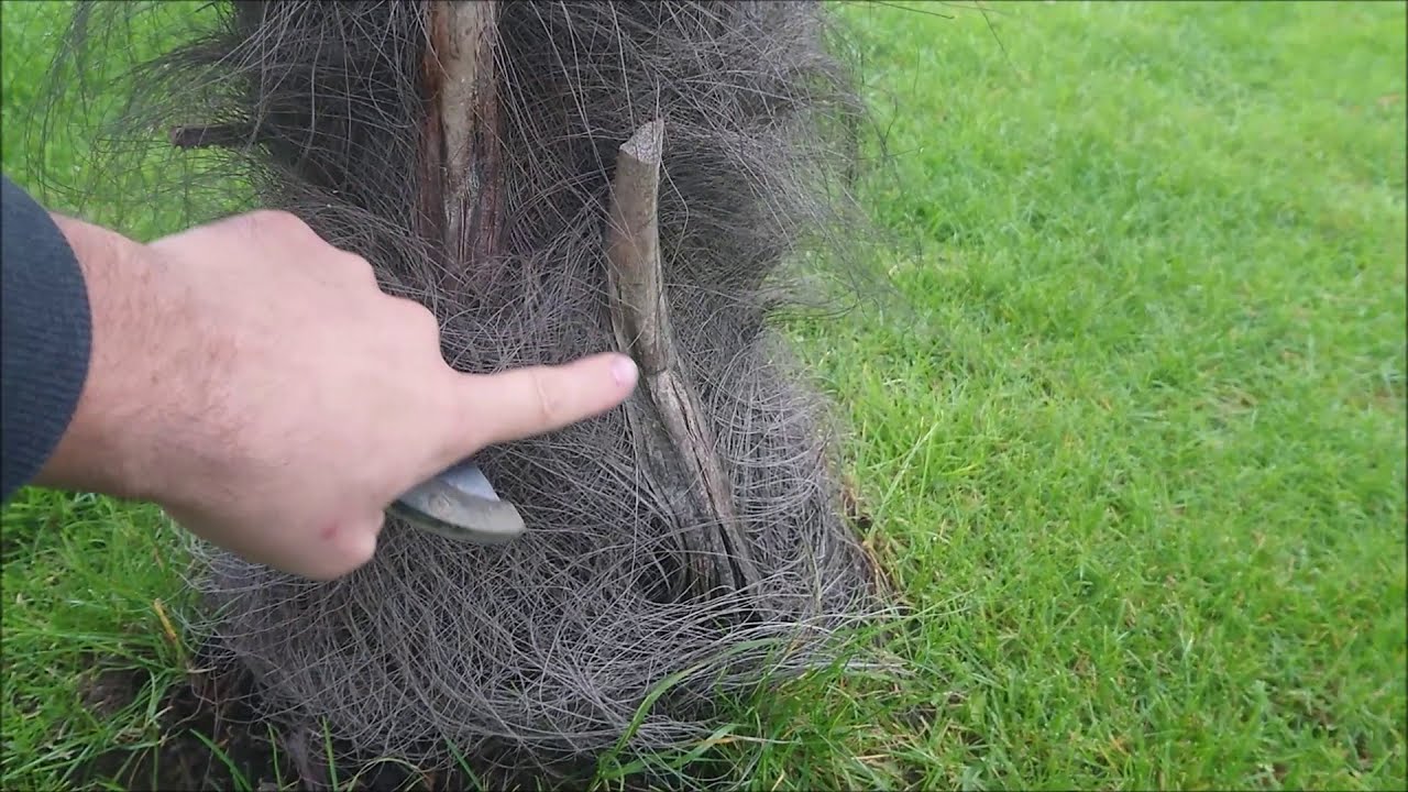 Palma w Polsce 3.5 M!!! Trachycarpus Fortunei, uwaga na pleśń.