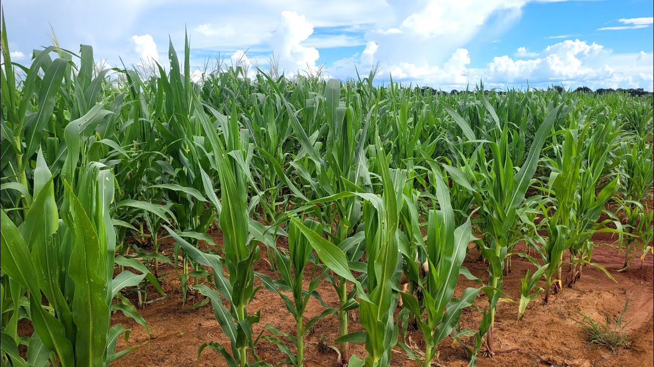 Veja essa lavoura de milho 🌽 SHULL 