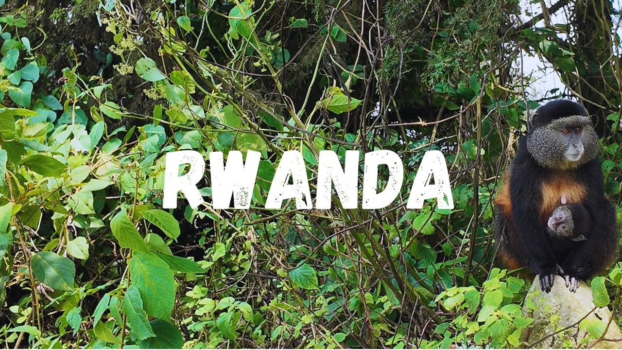 What Does a Day With Golden Monkeys Actually Look Like?