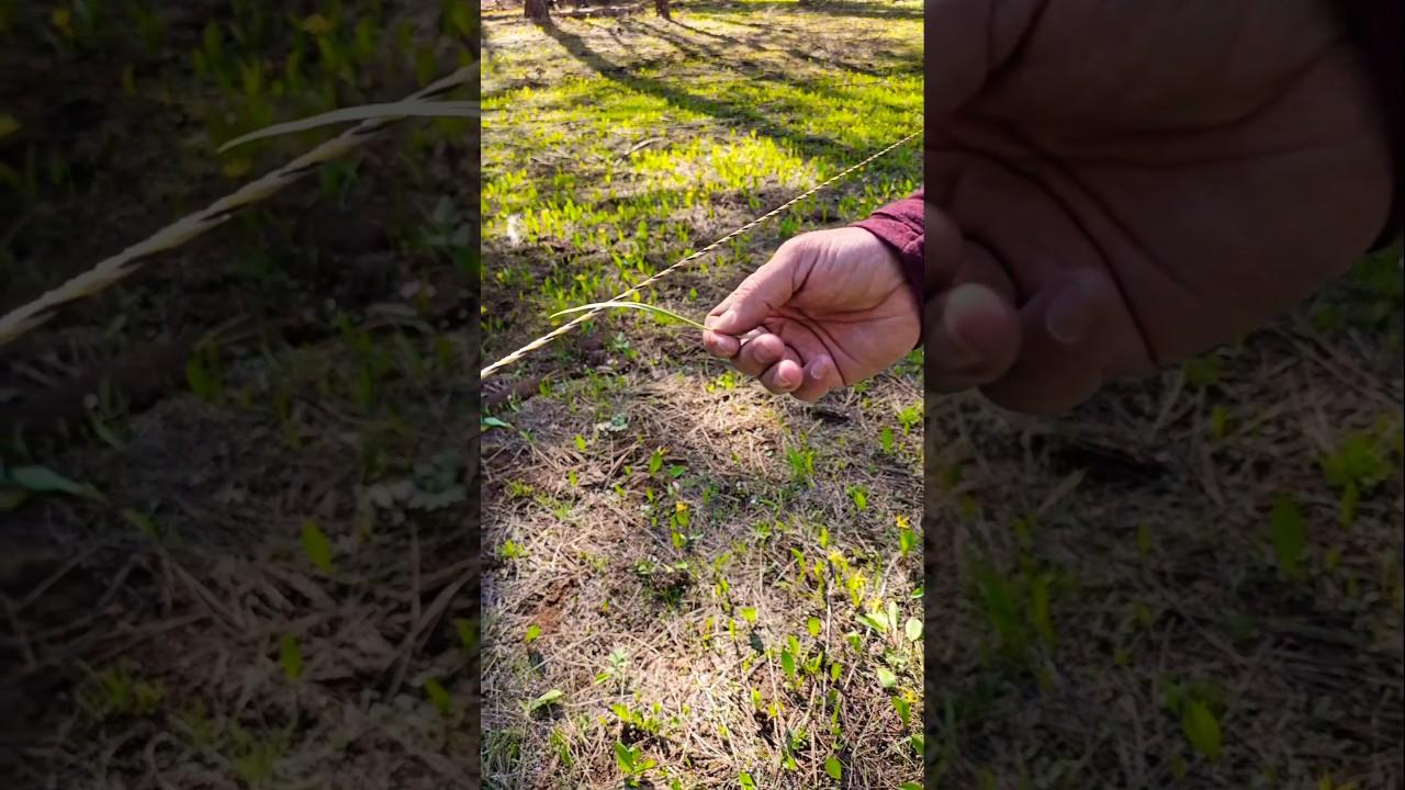 How to Test an Electric Fence Without Getting Zapped!