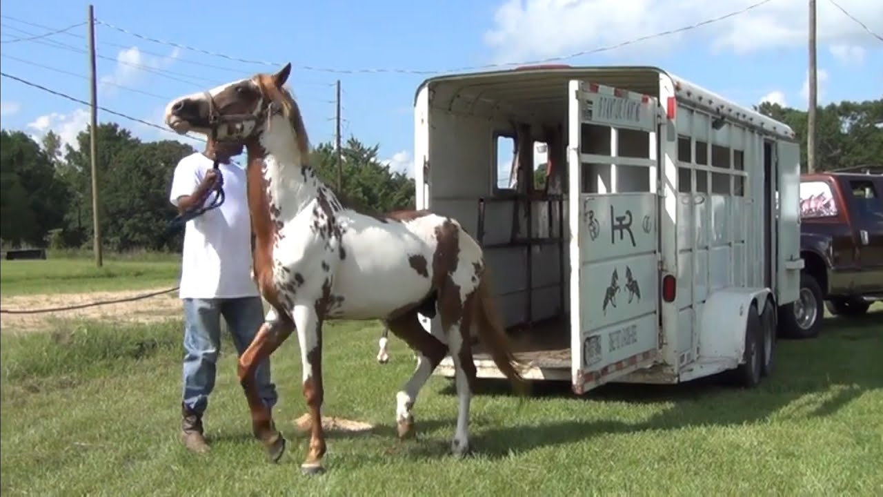 Unloading American Saddlebreds and Tennessee Walking Horses of Hooks Texas Riders