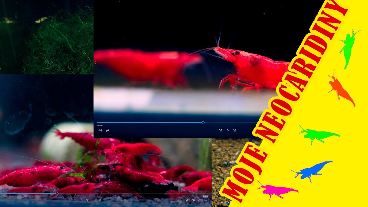 KREWETKI NEOCARIDINA - w hodowli krewetek - KREWETKI DLA POCZĄTKUJĄCYCH