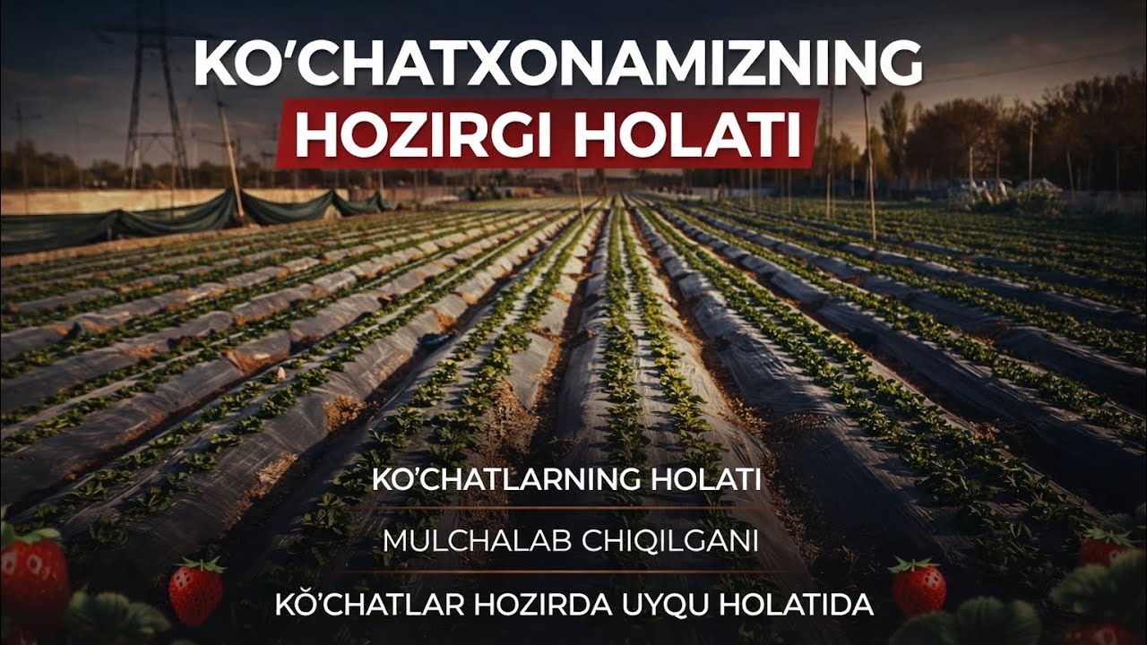 ALBA KO'CHATLARI XOLADI VA QILINGAN ISHLAR #agro #alba #garden #rek #farming