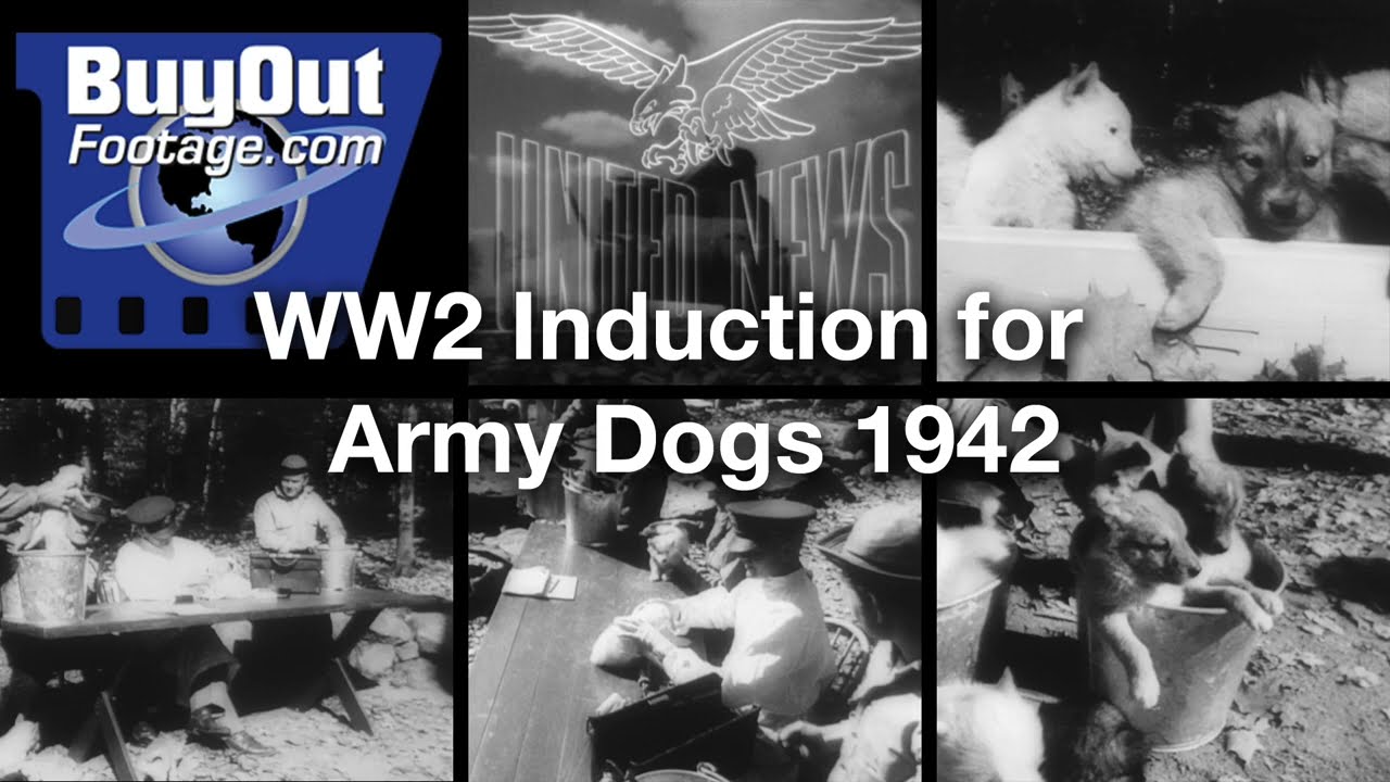 U.S. Army Inducts Sled Dogs for Service in the Arctic 1942 | WW2