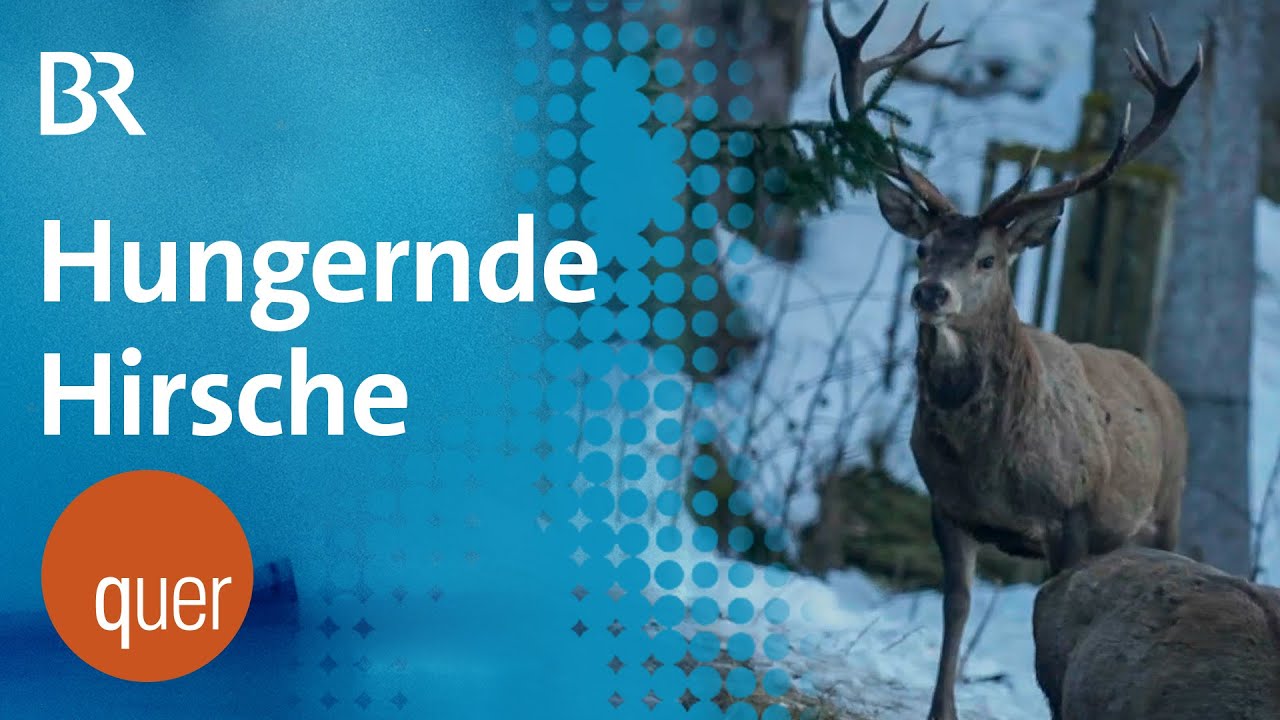 Hungernde Hirsche? Streit um Wildfütterung bei Minusgraden | quer vom BR