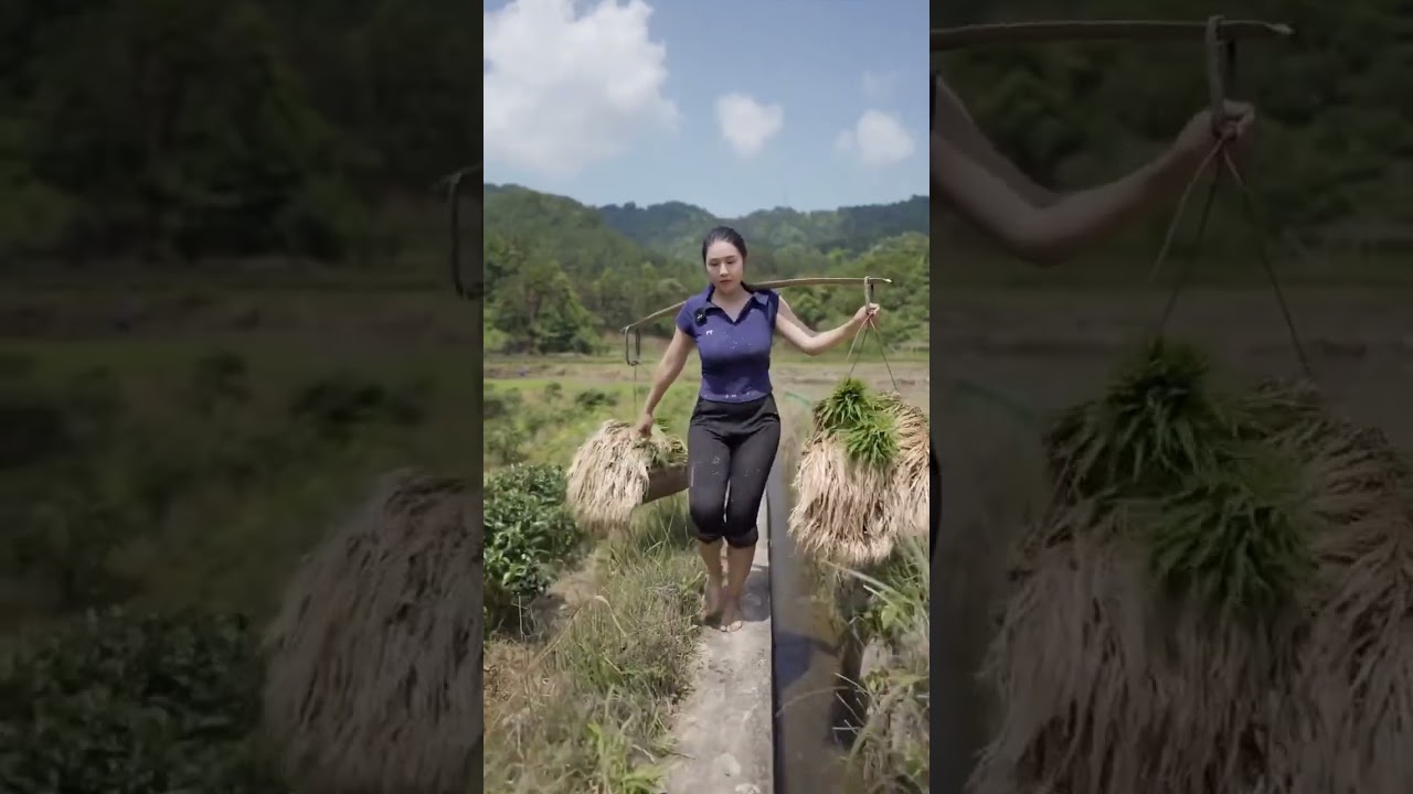 Chinese rural women planting rice