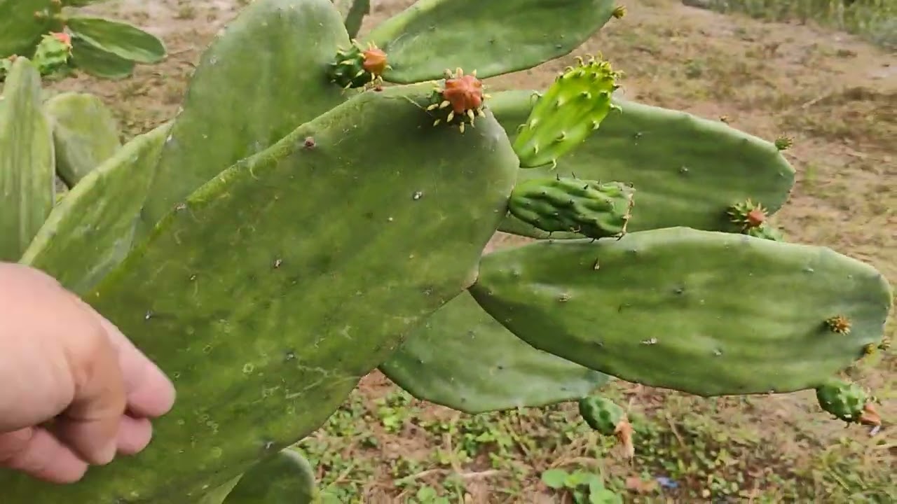 Getting ready for the cold cactus plant moving 