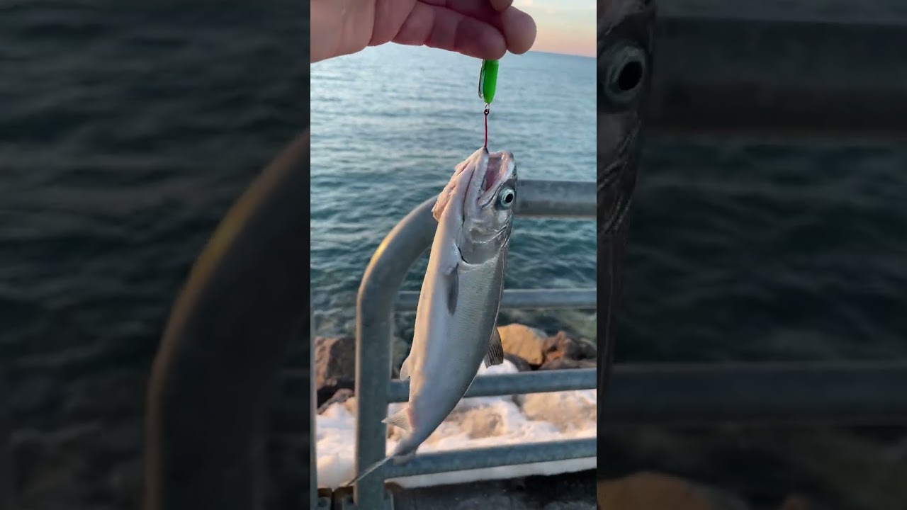 Coho Salmon Caught on a Spinner