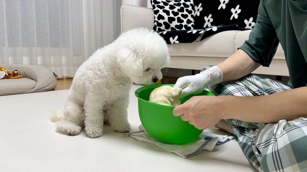 강아지 때문에 자꾸 웃게 되는 하루🤭
