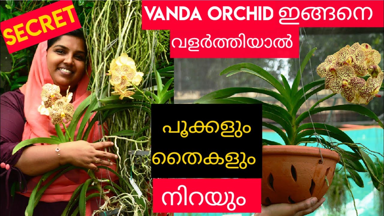 VANDA ORCHID നിറയെ പൂക്കാനും തൈകൾ ഉണ്ടാകാനും ഇങ്ങനെ നട്ടുവളർത്തി നോക്കു || orchid care malayam suluz