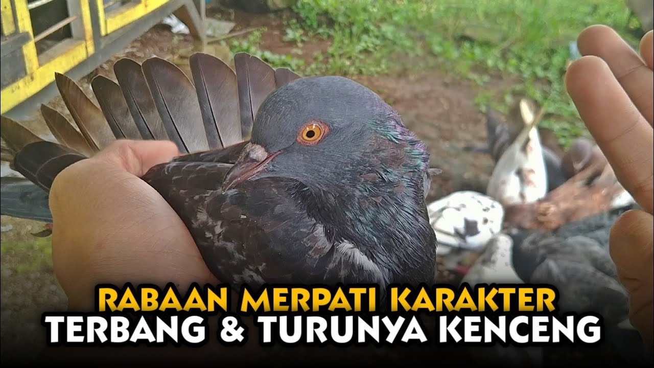 CARA MEMILIH MERPATI TERBANG & TURUNYA KENCENG ‼️