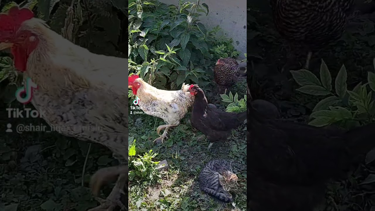 NİYƏ QAN TÖKÜRSƏN AY ZALIM FƏLƏK...?!