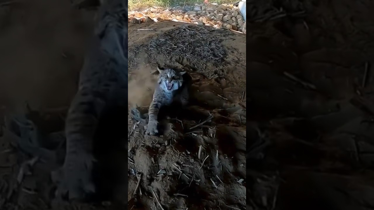 Trapped Aggressive Bobcat using a litter box set 