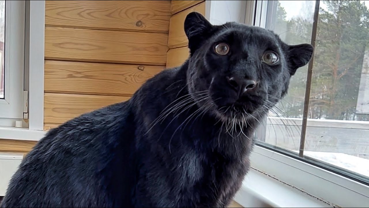 Смешная и милая пантера Луна 😸