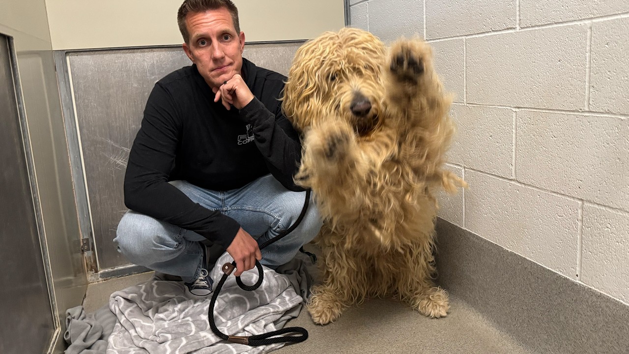 This Shelter Dog's Matting Was So Bad I Rushed Him to Emergency Grooming 😔