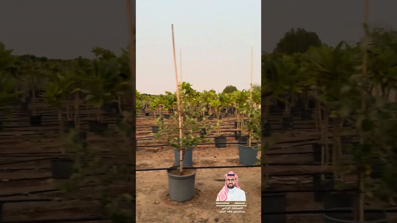 جولة في مشتل الجابر - عبدالرحمن الجابر  ابوحصة 